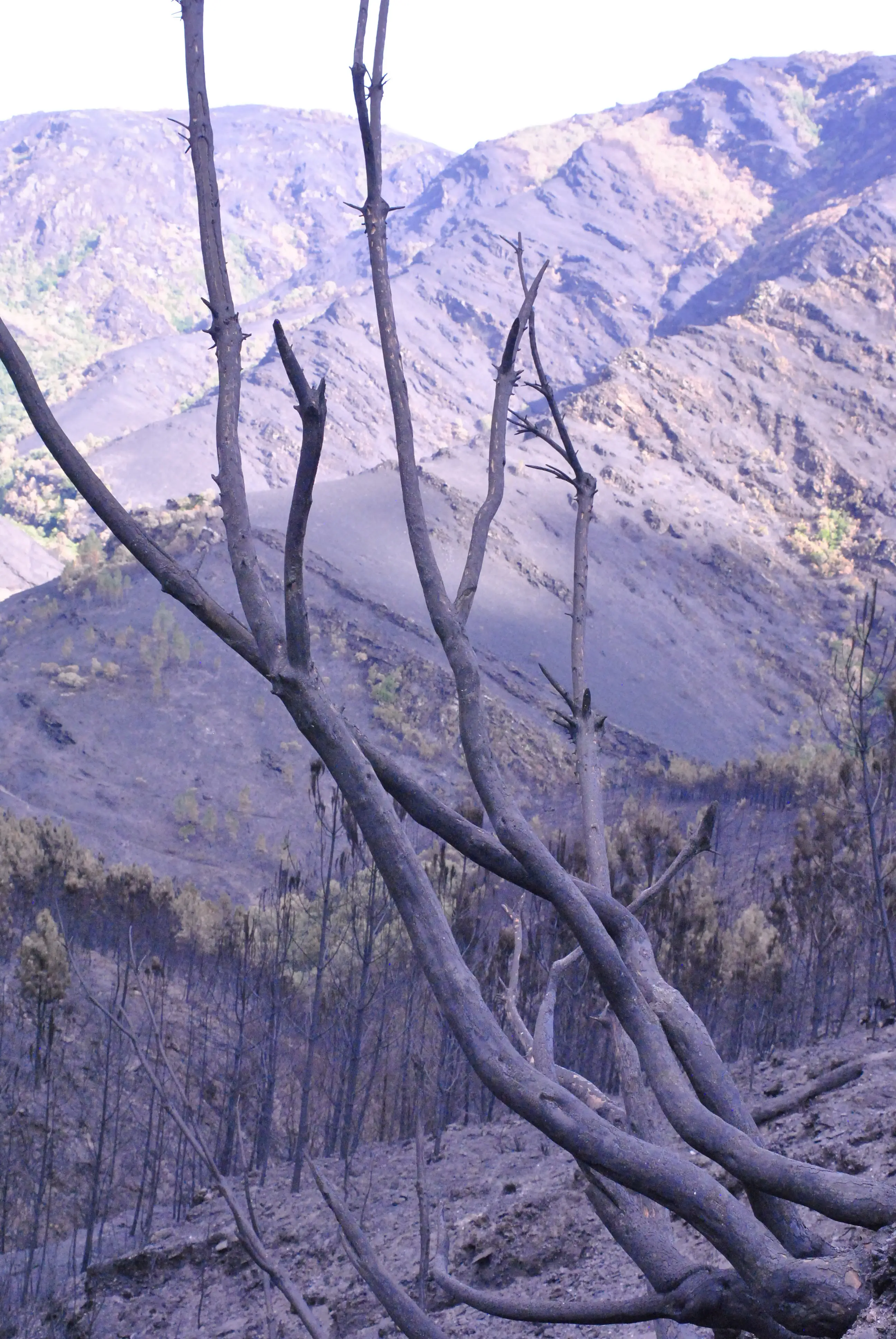 Después del incendio