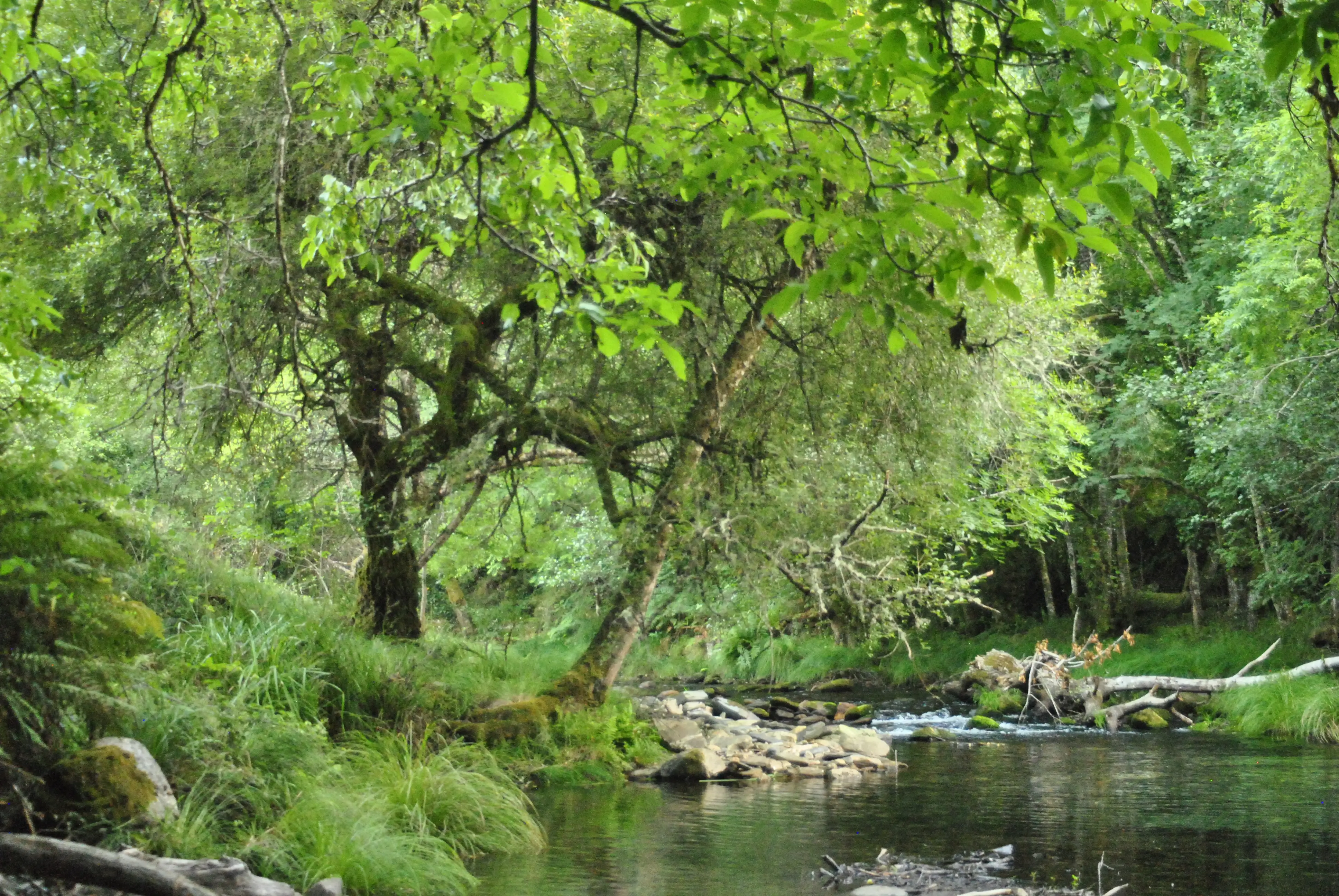 Zona antes del inciendio