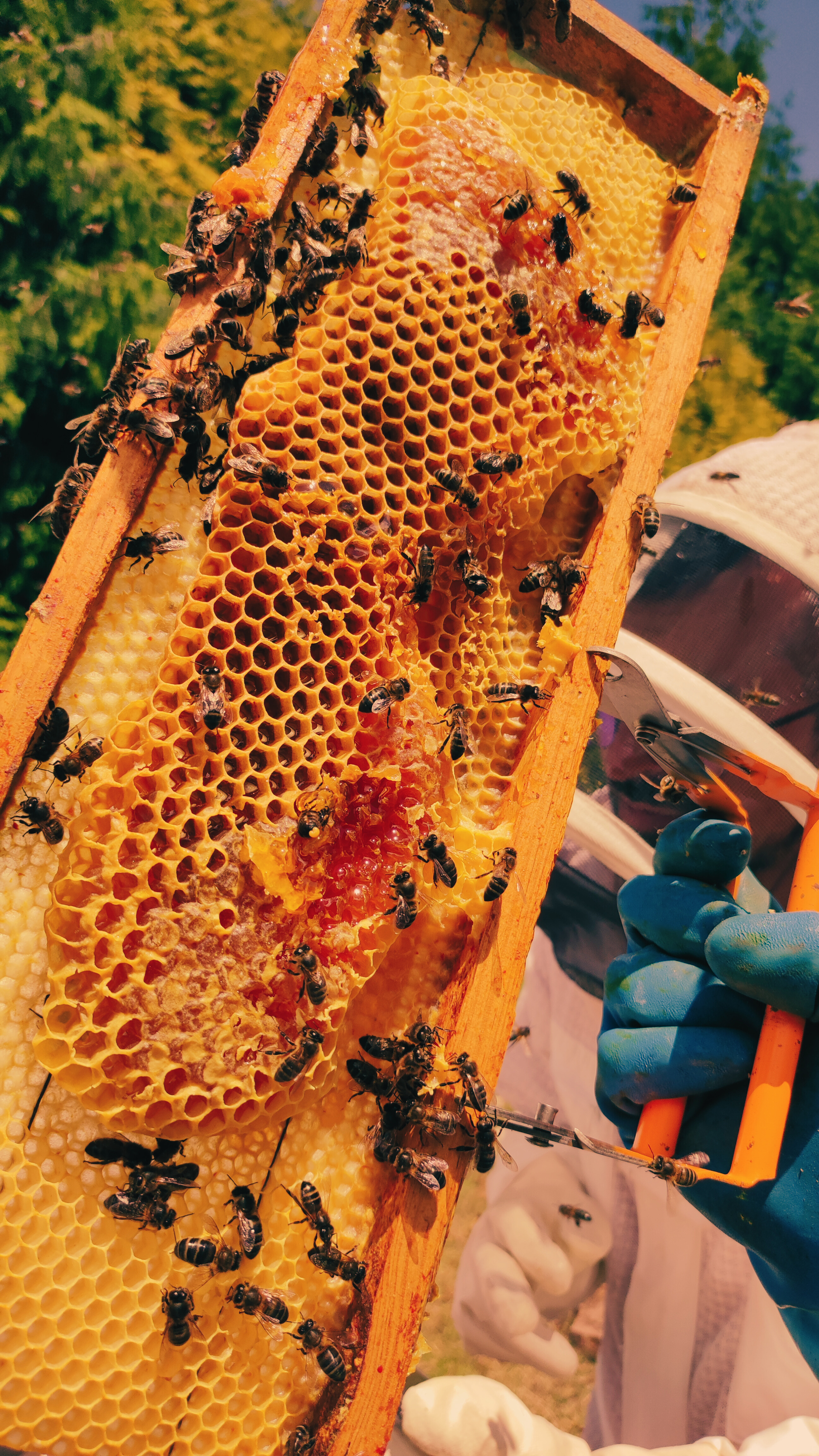 Cera de abeja natural